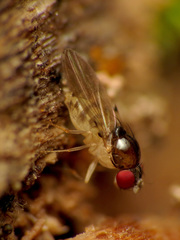 Mycodrosophila claytonae
