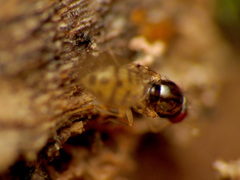 Mycodrosophila claytonae