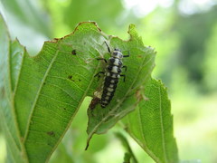 Calvia quindecimguttata