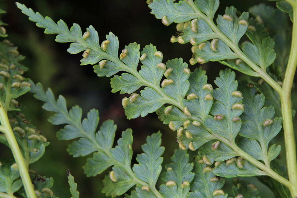 Woolly Tree Fern