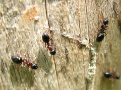 Dolichoderus quadripunctatus