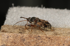 Scolopostethus affinis