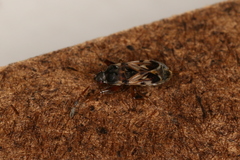 Scolopostethus affinis