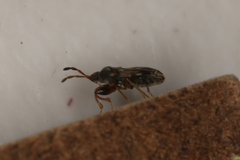 Scolopostethus affinis