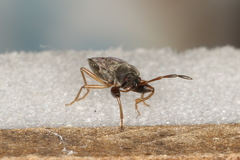 Scolopostethus affinis