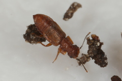 Metopsia similis