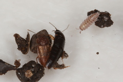 Metopsia similis