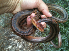 Pantherophis bairdi