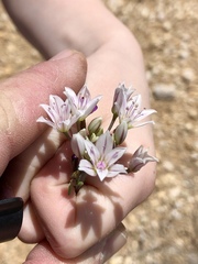 Allium macropetalum