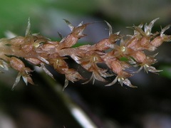 Neottia acuminata