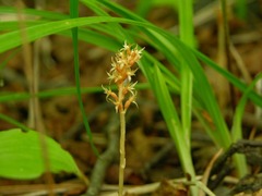Neottia acuminata