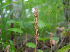 Neottia acuminata
