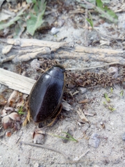 Cybister lateralimarginalis