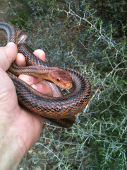 Pantherophis bairdi