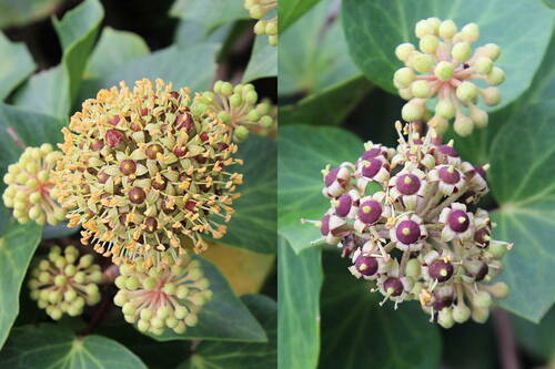 Azores Ivy