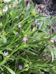 Calandrinia menziesii