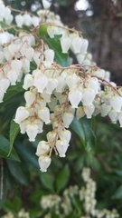 Pieris japonica