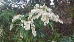 Pieris japonica