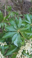 Pieris japonica