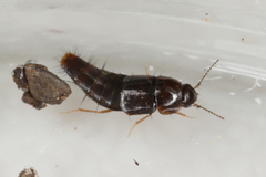 Habrocerus capillaricornis
