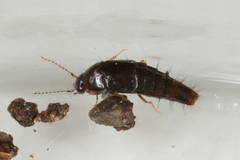 Habrocerus capillaricornis