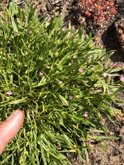 Calandrinia menziesii