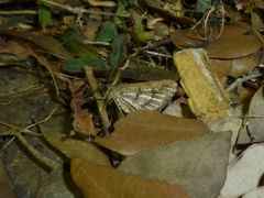 Isturgia assimilaria