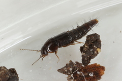 Habrocerus capillaricornis