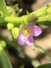 Calandrinia menziesii