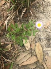 Erigeron geiseri