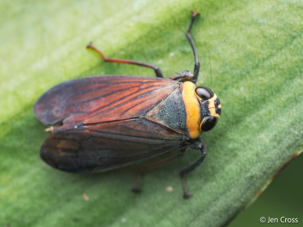 Freytagolidia