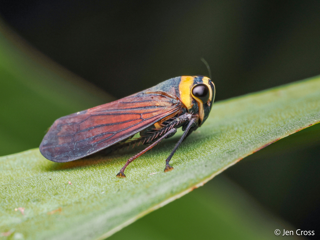 Freytagolidia ligula