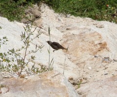 Phoenicurus ochruros