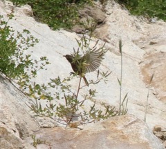 Phoenicurus ochruros