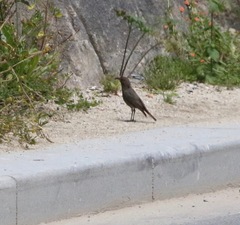 Phoenicurus ochruros