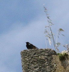 Phoenicurus ochruros