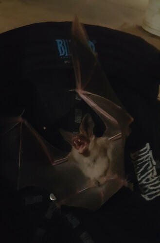 Pallid Bat (Antrozous pallidus), a species recorded in Texas
