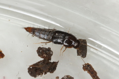 Habrocerus capillaricornis