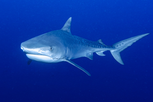 Tiger Shark, photo 9 of 9