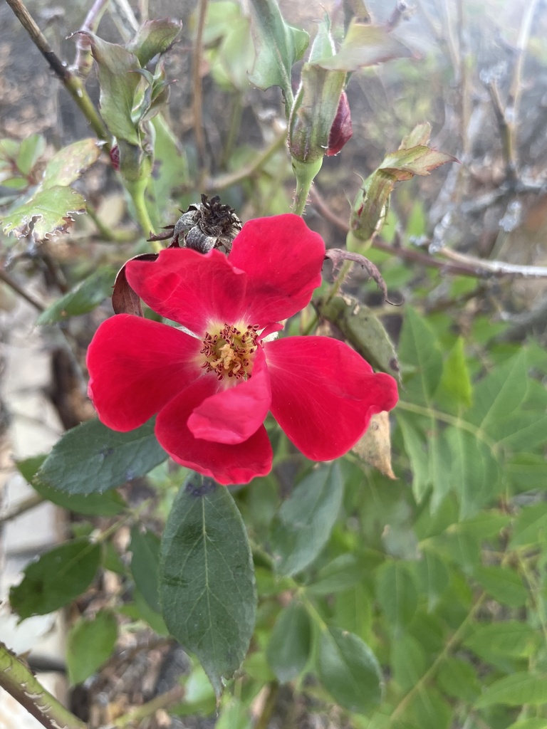 roses from Scott St, Little Rock, AR, US on November 4, 2023 at 04:19