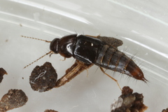 Habrocerus capillaricornis