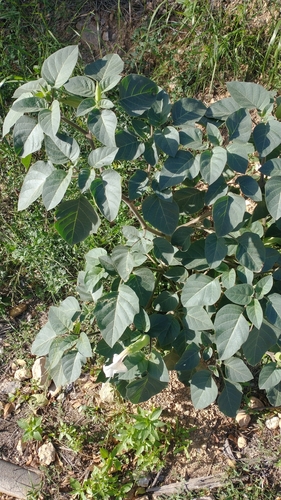 Datura innoxia