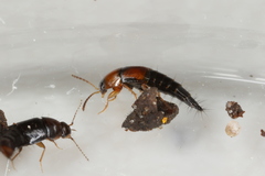 Tachyporus dispar