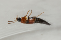 Tachyporus dispar