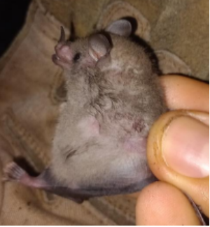 Merriam's Long-tongued Bat