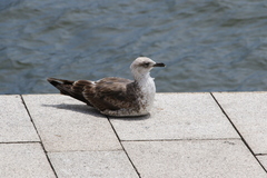 Larus michahellis