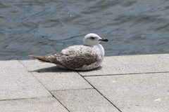 Larus michahellis