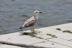 Larus michahellis