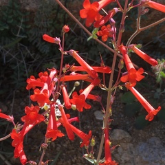Penstemon subulatus