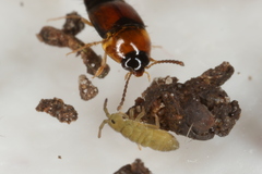 Tachyporus dispar